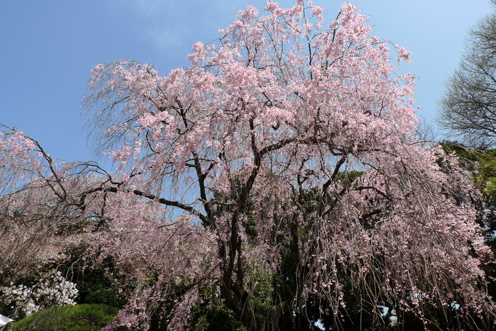 新宿御苑の遅咲き桜 2013 ②_a0127090_14594596.jpg