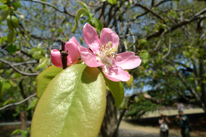 新宿御苑の遅咲き桜 2013 ②_a0127090_1513854.jpg