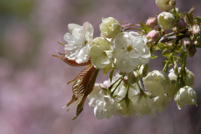 新宿御苑の遅咲き桜 2013 ②_a0127090_15173588.jpg