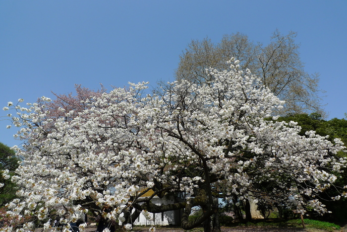 新宿御苑の遅咲き桜 2013 ②_a0127090_15253317.jpg