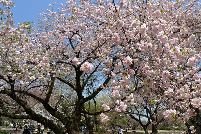 新宿御苑の遅咲き桜 2013 ②_a0127090_15255685.jpg