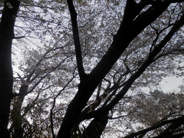 a0275492_4302156.jpg