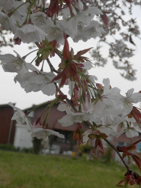 a0275492_4341735.jpg