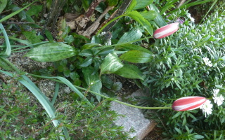 f0166694_19265778.jpg
