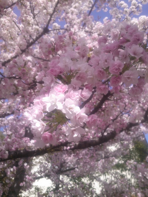 今年の桜_a0205996_154227.jpg