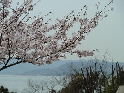 神戸の桜　５　須磨浦公園の桜_b0051598_22203436.jpg