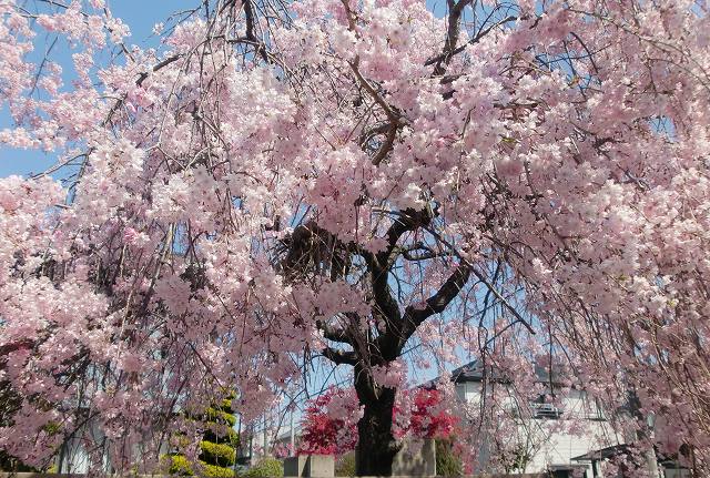 な まし 心 は のどけから に て ば 絶え 世の中 桜の 春の かり せ