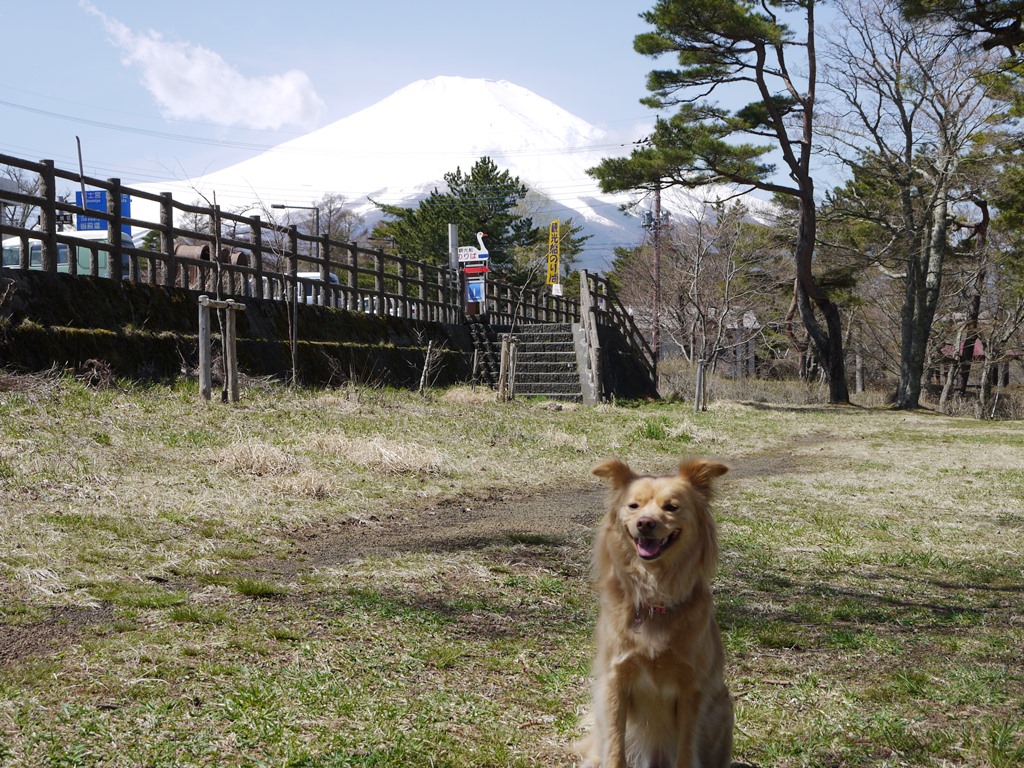 山中湖畔と富士山_e0200101_23364444.jpg