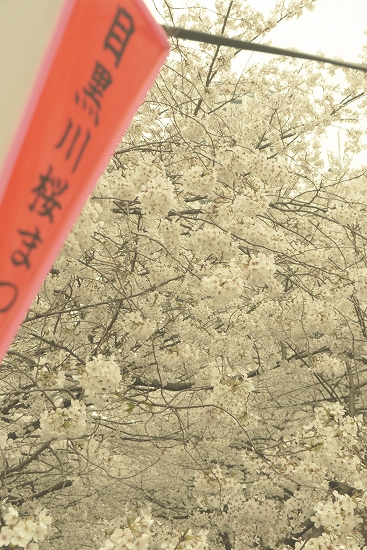 目黒川の桜　2013_d0302902_13473528.jpg