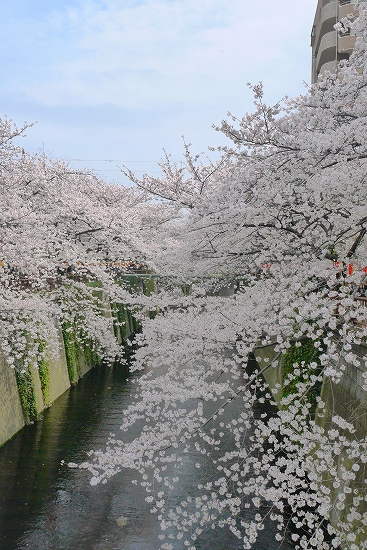 目黒川の桜　2013_d0302902_1347919.jpg