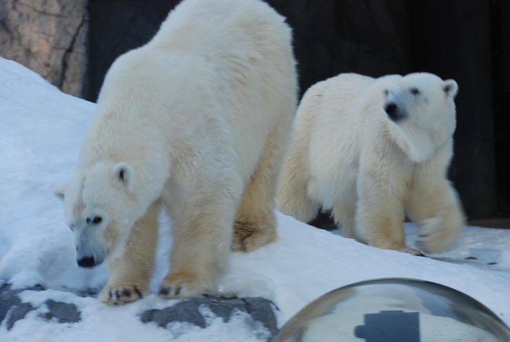 2月7日 旭山「雪あかりの動物園」_e0319302_21451562.jpg