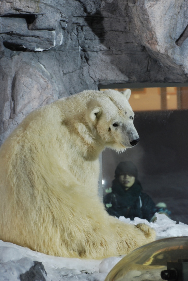 2月7日 旭山「雪あかりの動物園」_e0319302_22175136.jpg