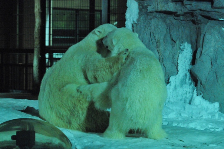 2月7日 旭山「雪あかりの動物園」_e0319302_2252716.jpg