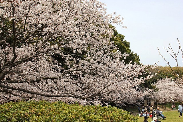 桜満開の明石公園♪　今日の庭の様子。。。_a0123003_17423320.jpg