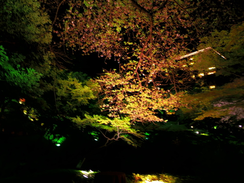 春ボジョレーと夜桜ビュッフェ@八芳園_e0123104_744899.jpg