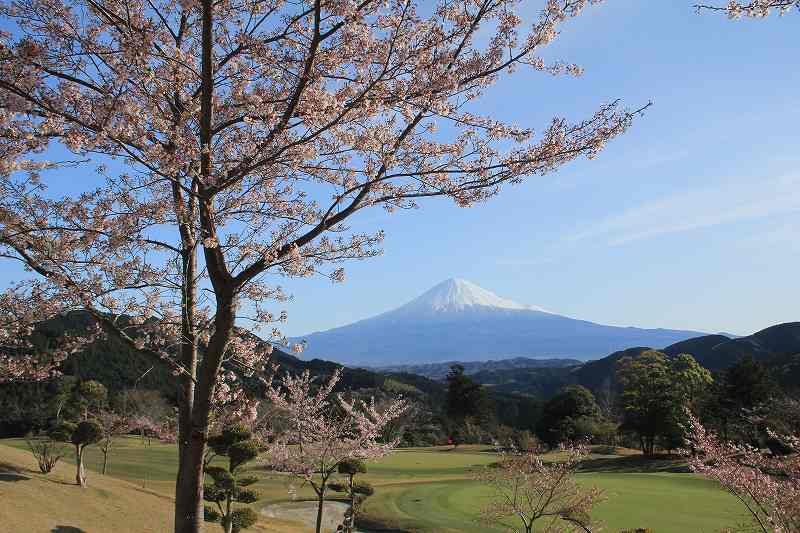 富嶽カントリーの桜_a0188405_19512252.jpg