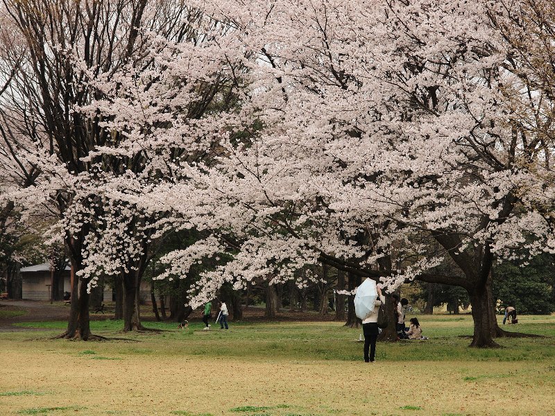 昭和記念公園の桜　３月３０日編　その２_b0231705_9162435.jpg