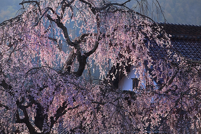 ”福泉坊枝垂れ桜” 続編_a0140608_2262039.jpg