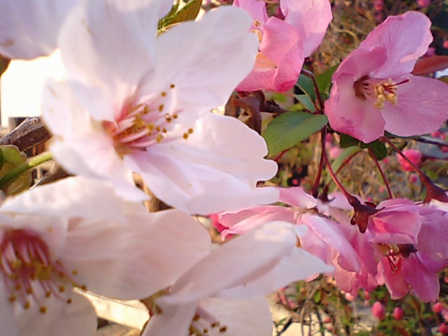 岩城島の中央部に位置する積善山は桜の名所　NO2_f0231709_7161390.jpg