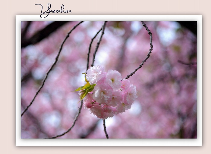 千葉県佐倉市井野 加賀清水公園の八重桜 花ありて 日々