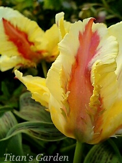 Tulipa greigii \'Zampa Parrot\'_b0099813_0401726.jpg