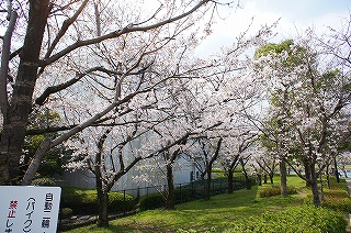 桜_e0170313_8383928.jpg