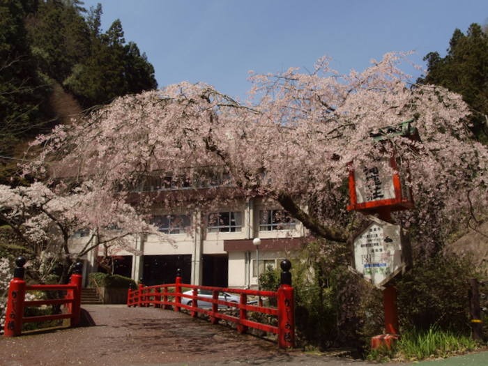 河鹿荘のしだれ桜など_c0116915_04493.jpg