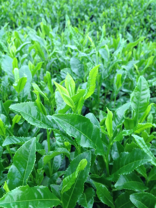 ハウスで茶摘み！_b0220318_17575160.jpg