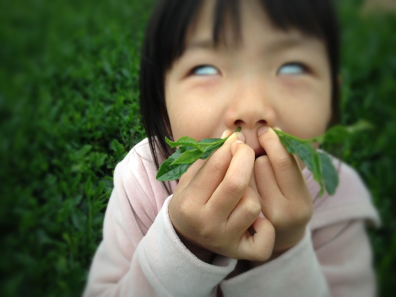 ハウスで茶摘み！_b0220318_1814613.jpg