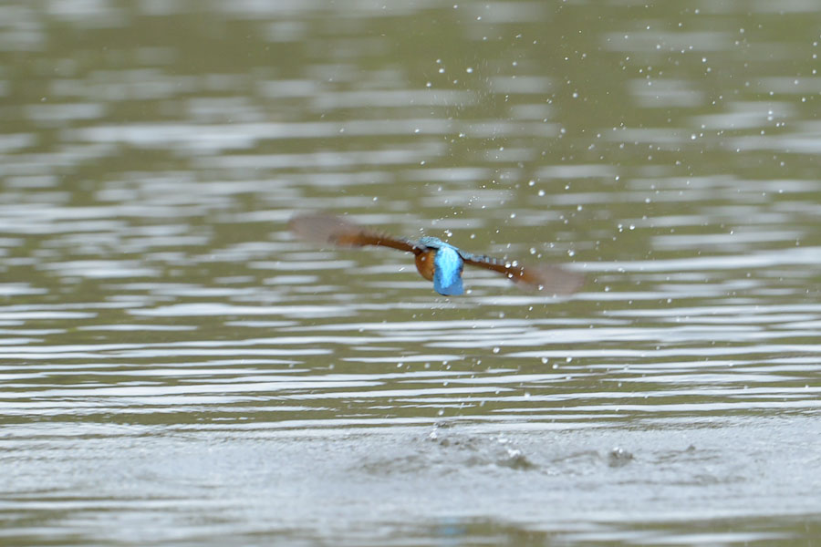 130406 公園の雄出悪し_c0278820_18102273.jpg