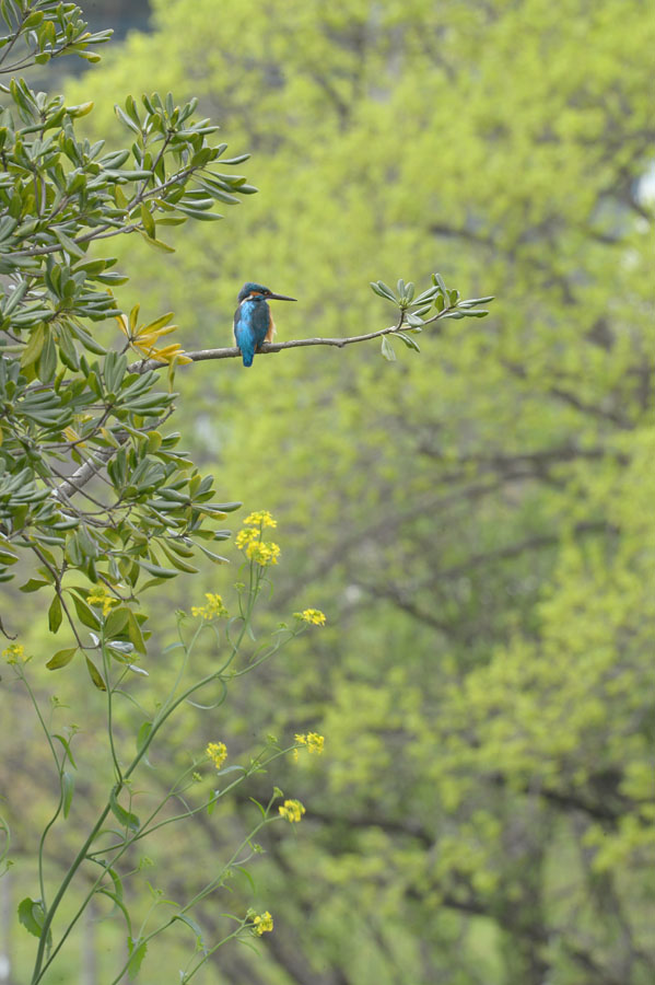 130406 公園の雄出悪し_c0278820_1841479.jpg