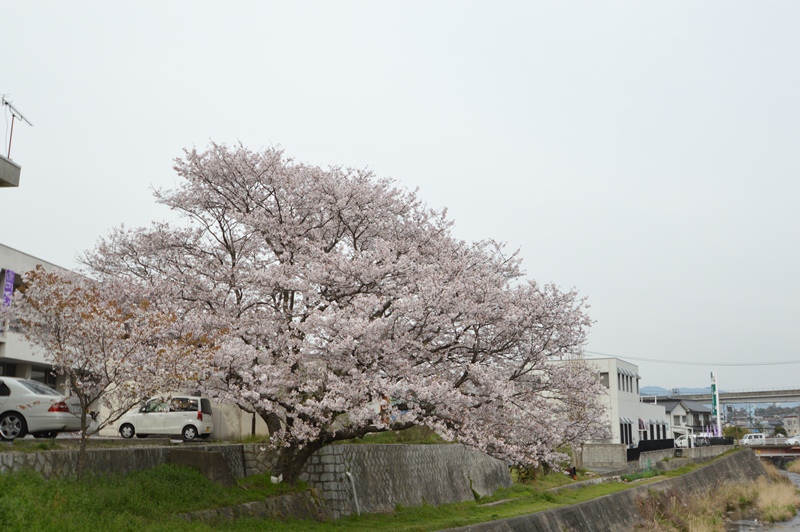 嵐の前に桜見物_d0096422_7464395.jpg