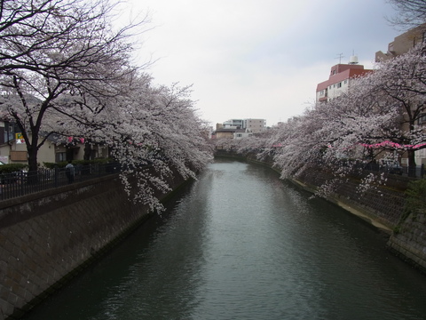 さくらウォーク　ｉｎ　大岡川_e0176922_1916146.jpg