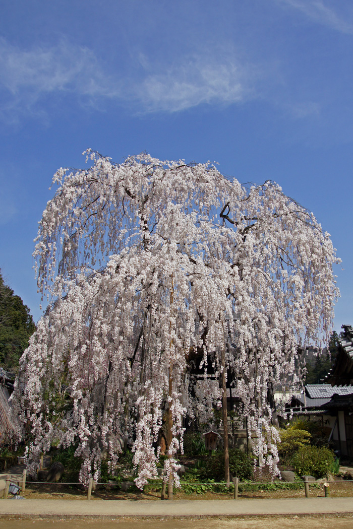 大野寺・枝垂れ桜　#7_e0193624_16175384.jpg