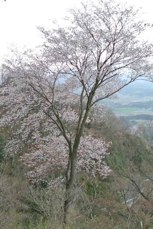 桜川の山桜_f0171028_2161841.jpg