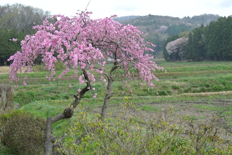 桜川の山桜_f0171028_22335878.jpg