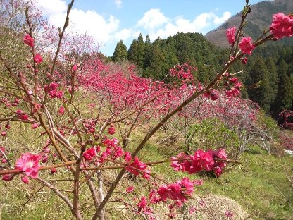 花咲かじいさん_b0185232_18114796.jpg