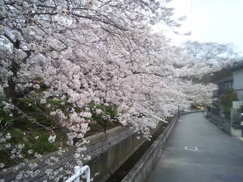 桜咲く。。。。そして、散りゆく。。。_f0053232_14354060.jpg