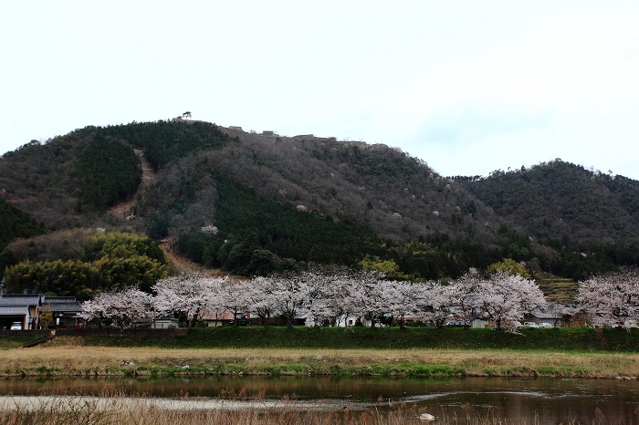 2013 桜 (竹田城跡・速報)_a0294534_1951999.jpg