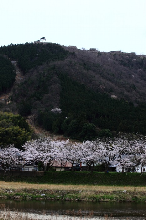2013 桜 (竹田城跡・速報)_a0294534_19523268.jpg