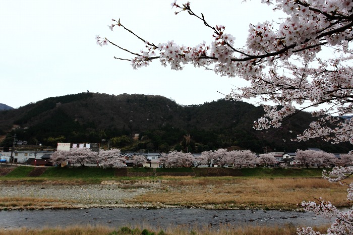 2013 桜 (竹田城跡・速報)_a0294534_19525816.jpg
