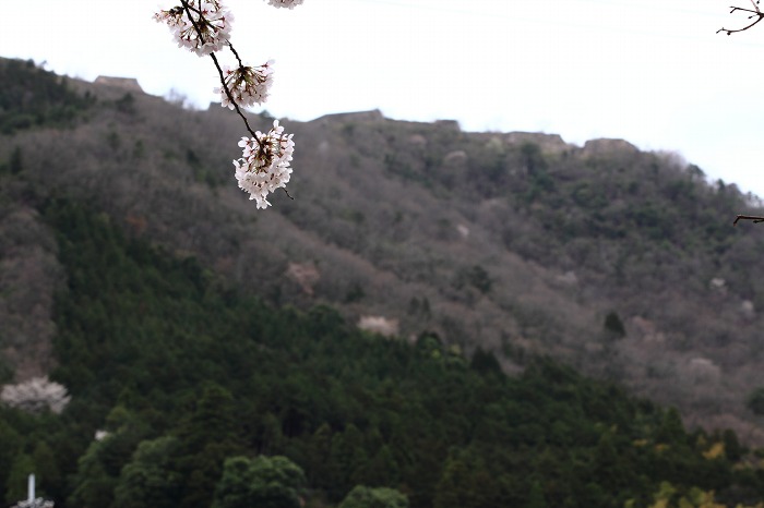 2013 桜 (竹田城跡・速報)_a0294534_1952868.jpg