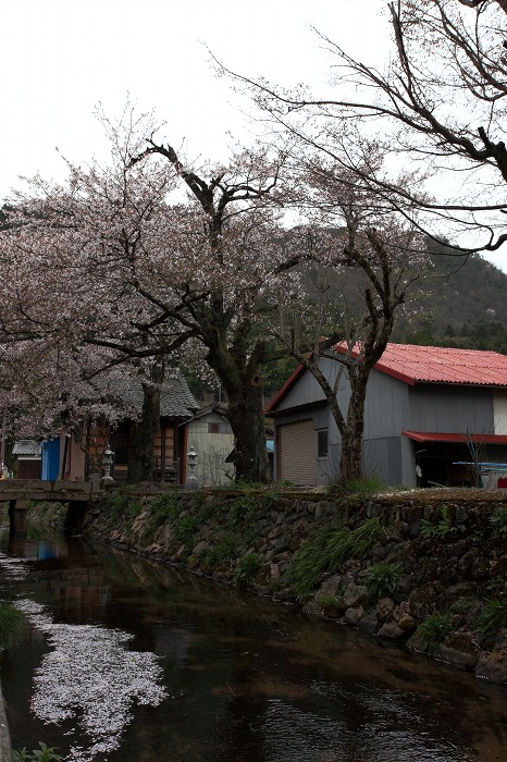 2013 桜 (竹田城跡・速報)_a0294534_19535527.jpg