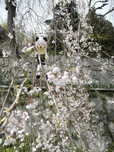 ４３０号　しだれ桜♪_a0250740_9332244.jpg