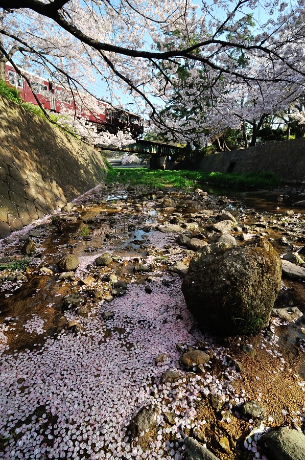 夙川桜－２（通勤撮影）_d0148541_19191714.jpg