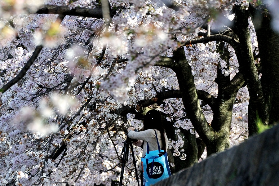 夙川桜－２（通勤撮影）_d0148541_19204414.jpg