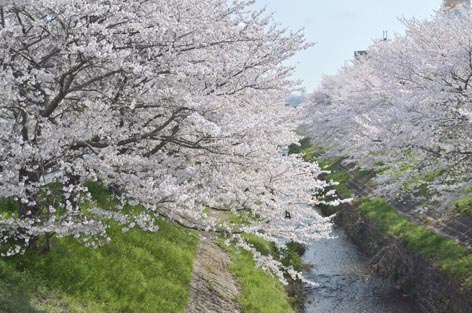 花･花･花　花の佐保川沿い_a0100742_9541984.jpg