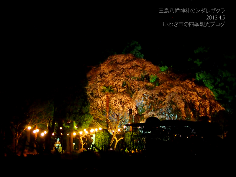 4月6日（土）　三島八幡神社のシダレザクラ　ライトアップ_f0105342_12254177.jpg