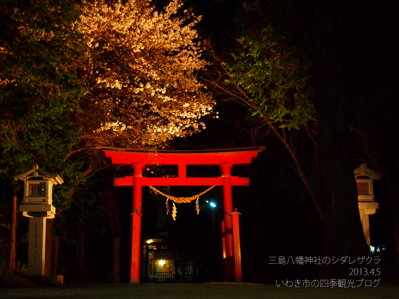 4月6日（土）　三島八幡神社のシダレザクラ　ライトアップ_f0105342_1225532.jpg