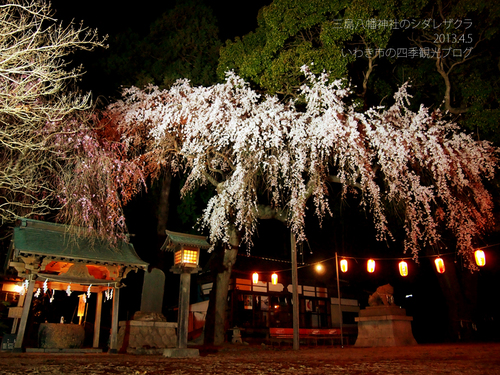 4月6日（土）　三島八幡神社のシダレザクラ　ライトアップ_f0105342_1226266.jpg